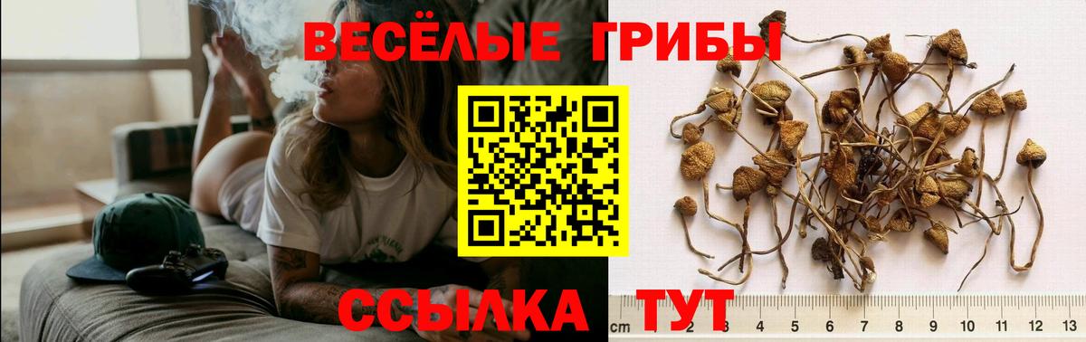 Галлюциногенные грибы Psilocybe Балашов